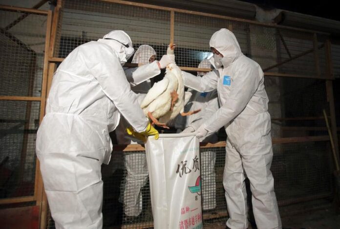 Britain reports human case of avian flu, no onward transmission