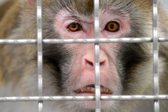 Lab monkeys escape after US road crash, one on the loose