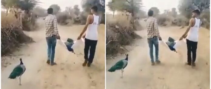 Heartbroken peacock in India follows its dead friend as men carry it away for burial (VIDEO)