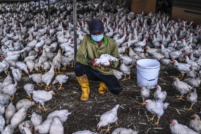 Help us to help you: Poultry farmers tells govt they need subsidies, loans to keep farms open amid price control extension