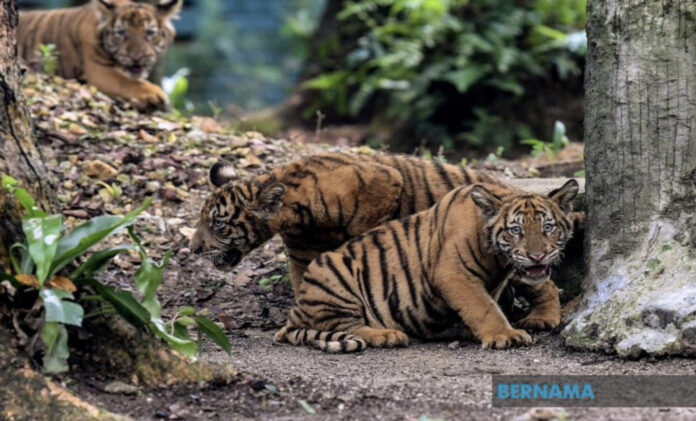 In Terengganu, Perhilitan sets traps to capture tiger spotted near Kemaman