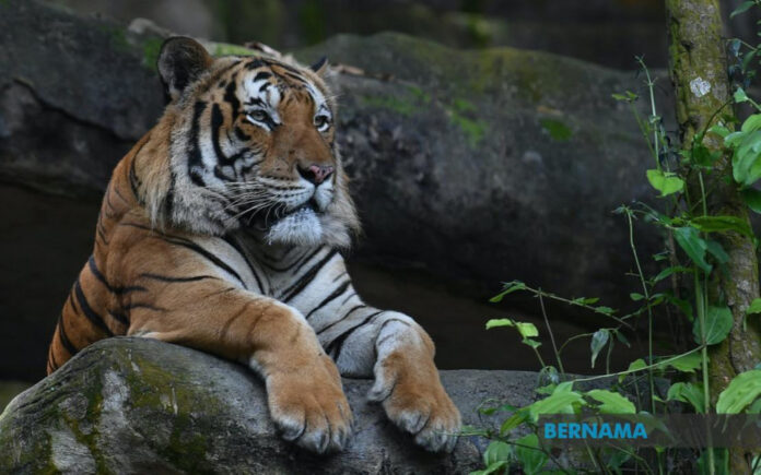 Malaysia proposes to adopt KL joint statement to boost tiger population, says PM
