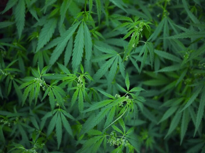 UK man arrested after he put return address for package containing marijuana
