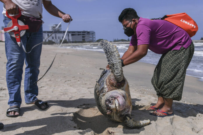 Two turtle carcasses found on two Terengganu beaches