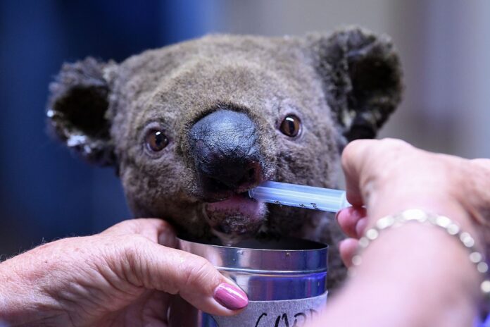 Australia warns koalas 'endangered' as numbers plunge