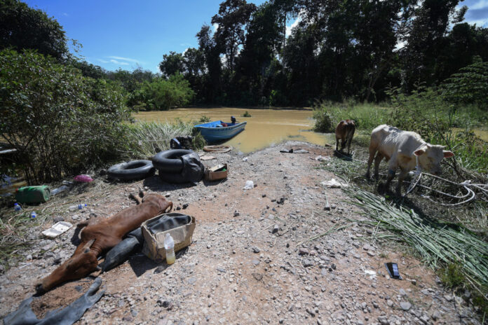Flood relief: Agriculture and Food Industries Ministry allocates RM5.6m to help 455 breeders