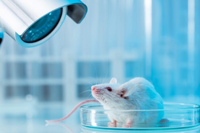 Swiss to vote on becoming first country to ban animal testing