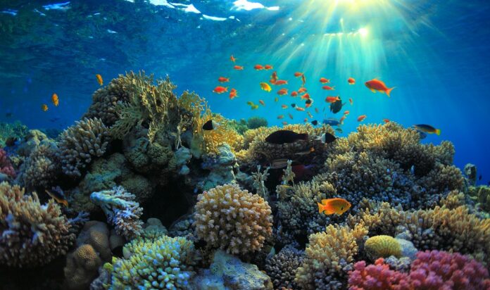 How is the latest research trying to protect coral from global warming?
