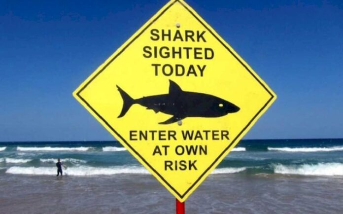 Hunt on for great white shark that killed Sydney swimmer