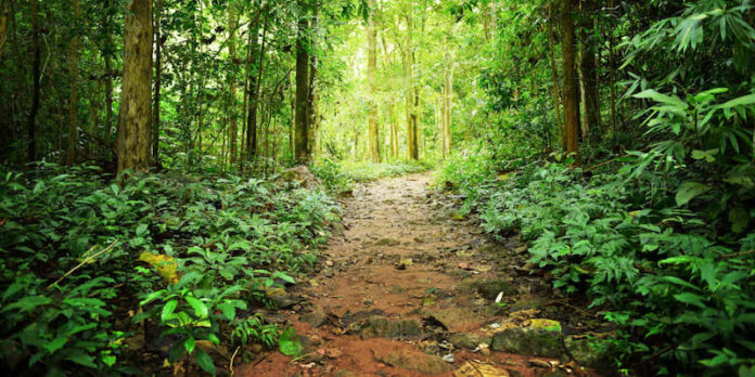 UN holds biodiversity talks on deal to stave off mass extinction