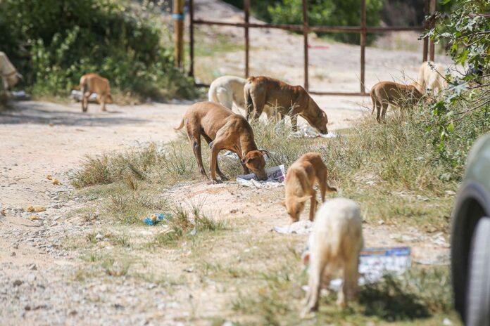 Stray dogs of Quezon City, Philippines to be trained as emotional support dogs or explosive detection dogs