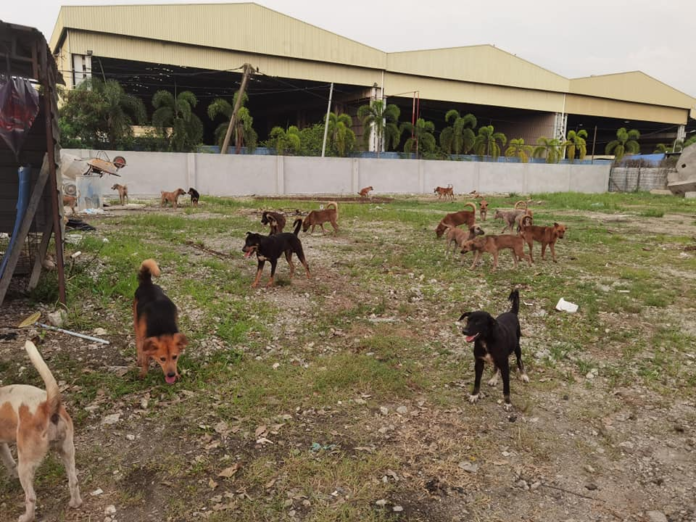 Facing eviction again, Manjung animal welfare reaching out to public for funds to move to new site (VIDEO)