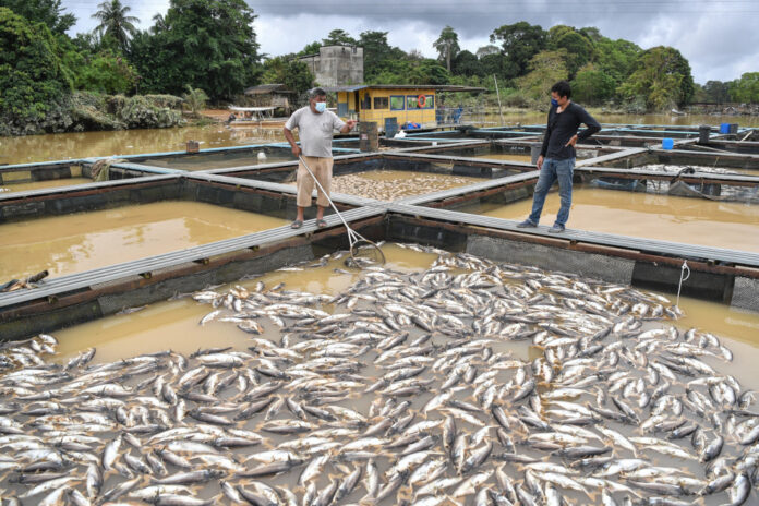 Floods: Terengganu agriculture sector's estimated losses at over RM10m, says state exco