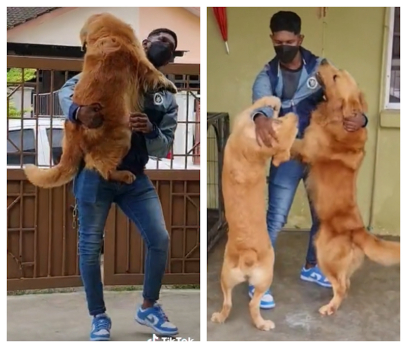 After 486 days in Singapore, Malaysian man reunites with his two Golden Retrievers in a video that warms hearts online (VIDEO)