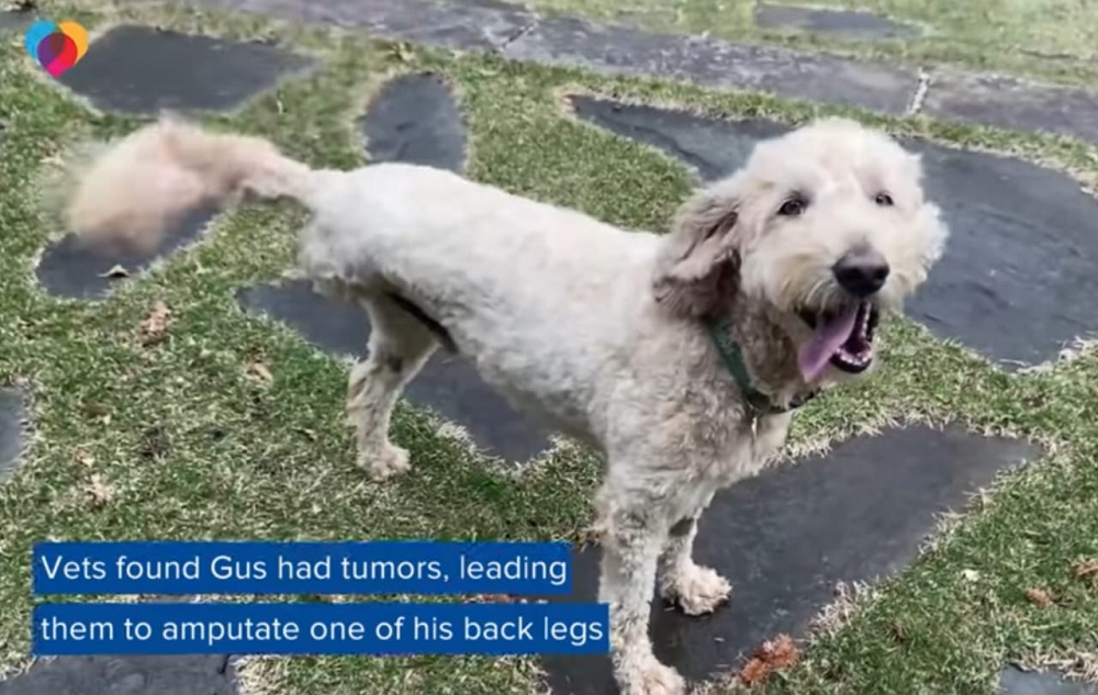 Goldendoodle diagnosed with cancer hailed a hero after rescuing a baby otter from Minnesota river in the US (VIDEO)