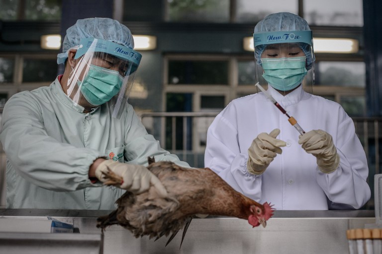 China reports first human case of H3N8 bird flu