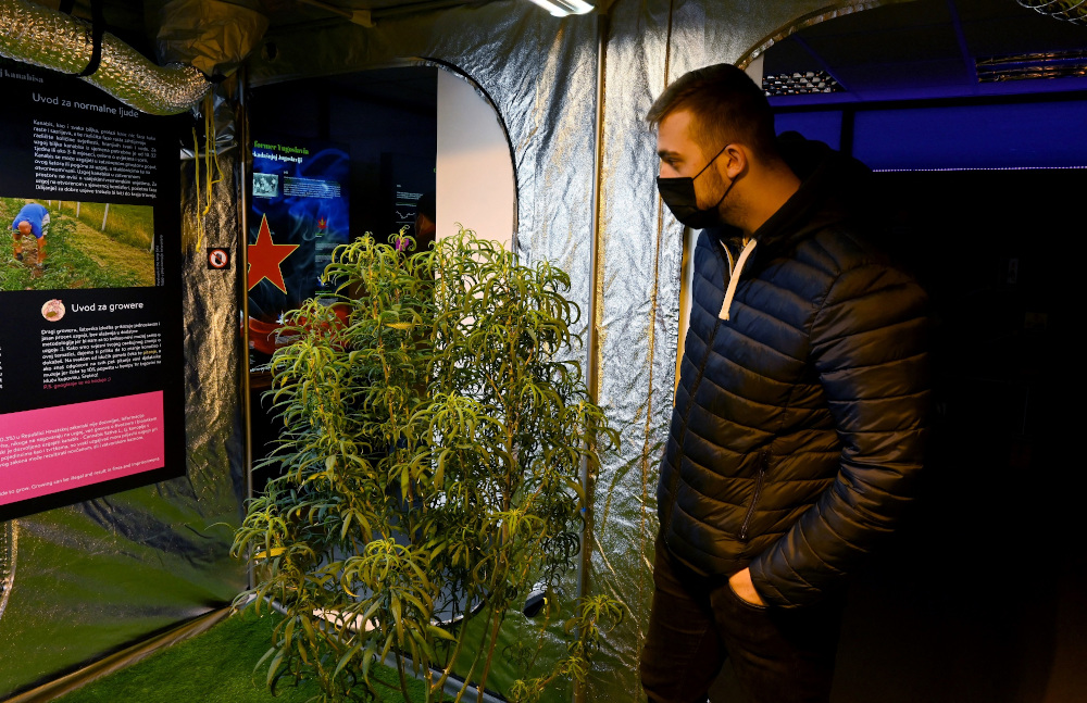 ‘Things you never learn in school’: Croatia’s cannabis museum