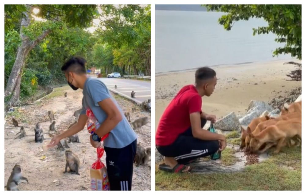 Kind-hearted Langkawi man hailed a hero for feeding stray animals, breaking fast with them (VIDEO)