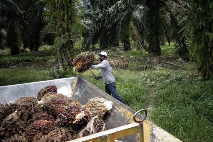 EU ambassador gives thumbs up to Sabah oil palm industry's sustainable practices