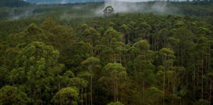 Sarawak deputy premier: 1.27 million ha certified under 13 Forest Management Units in state