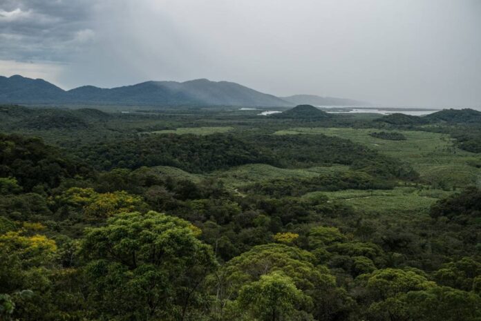 Report: Deforestation surges in Brazil Atlantic Forest
