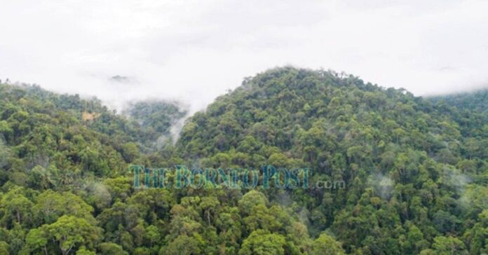 Sarawak's Amended Bill paves way for capital generation from forests, says WWF-Malaysia