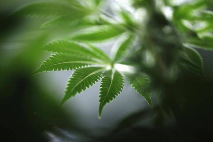 Lawyer: Ex-diplomat arrested over marijuana farm discovery in Janda Baik released from remand today; son still under remand