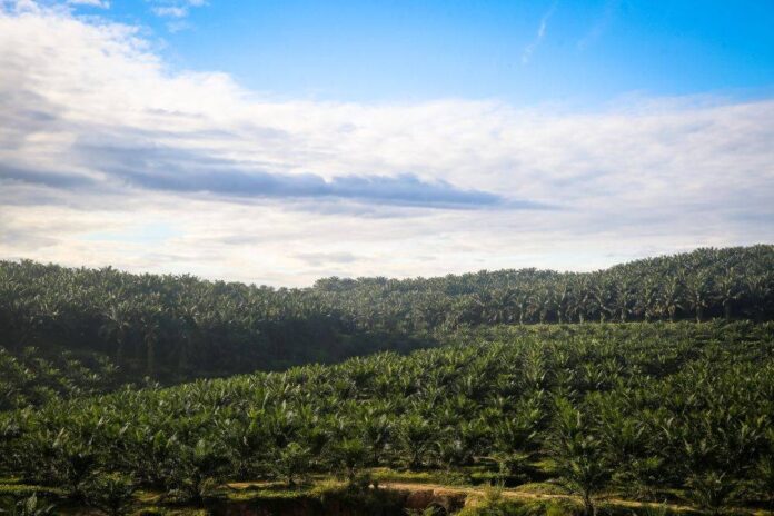 What's next for Malaysia's plantation industry?