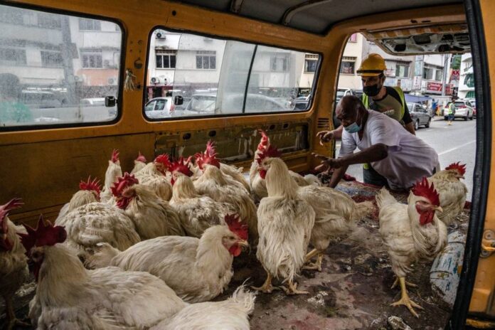 Risda, Felcra to raise broilers to support Malaysia's food supply, says minister