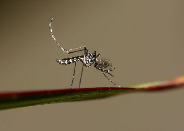 Selangor records 11,793 dengue cases up to May 28, says state health director