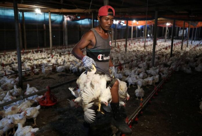 Chicken breeders hope for free floating chicken prices as subsidy ends