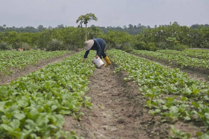 Experts: Putrajaya must do more to boost food output, stabilise prices and supply
