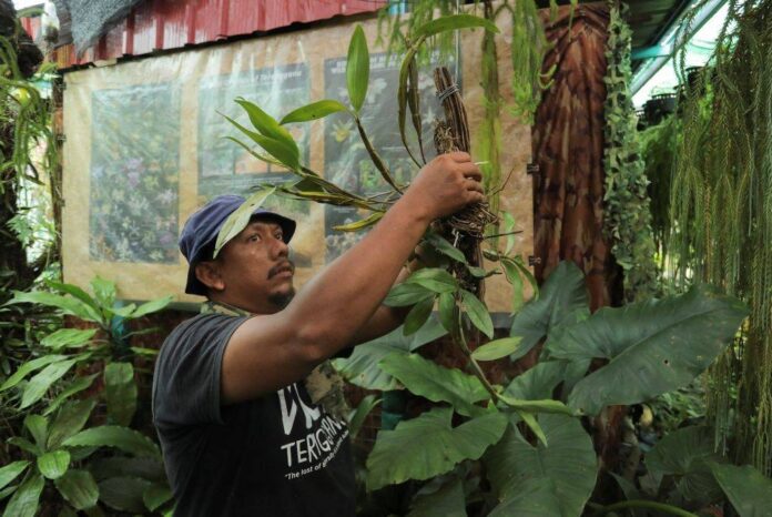 As Malaysia's forests disappear, photographer steps up to save orchids