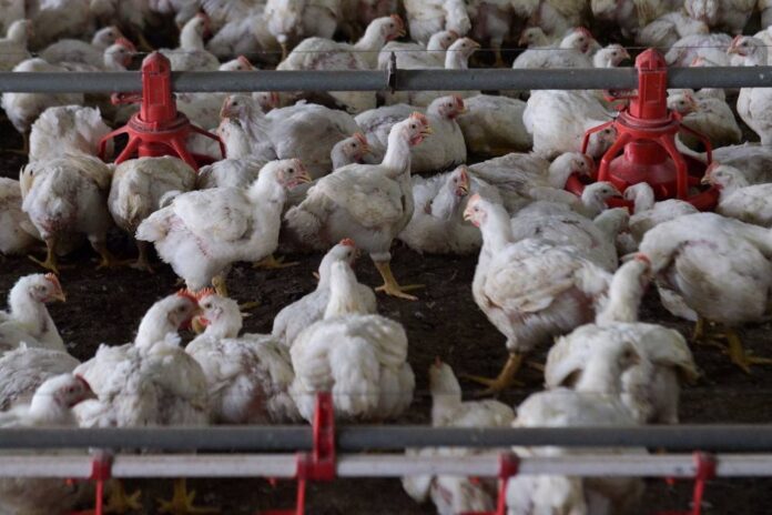 Economists: AP abolition strengthens food security, prevents price hike