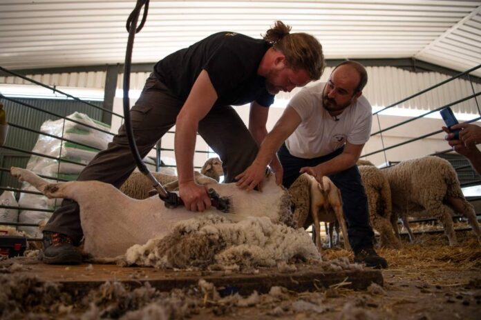 Hi-tech herd: Spain school turns out 21st-century shepherds