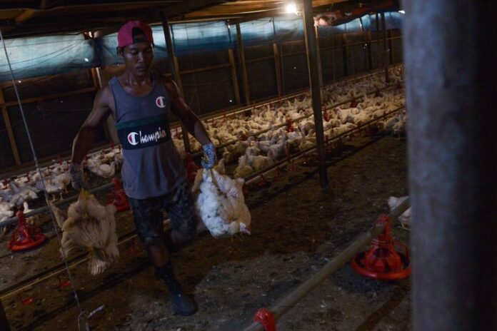 PM: Farmers, cooperatives to strengthen food security through chicken, feed production