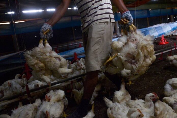 Domestic Trade Ministry: Poultry farmers' hidden charges driving up prices in Terengganu