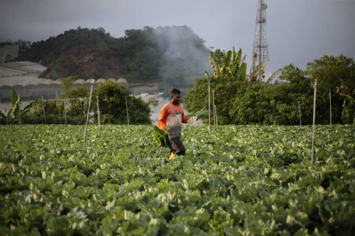 GLCs in charge of food supply chain would make Putrajaya the new middlemen, says expert