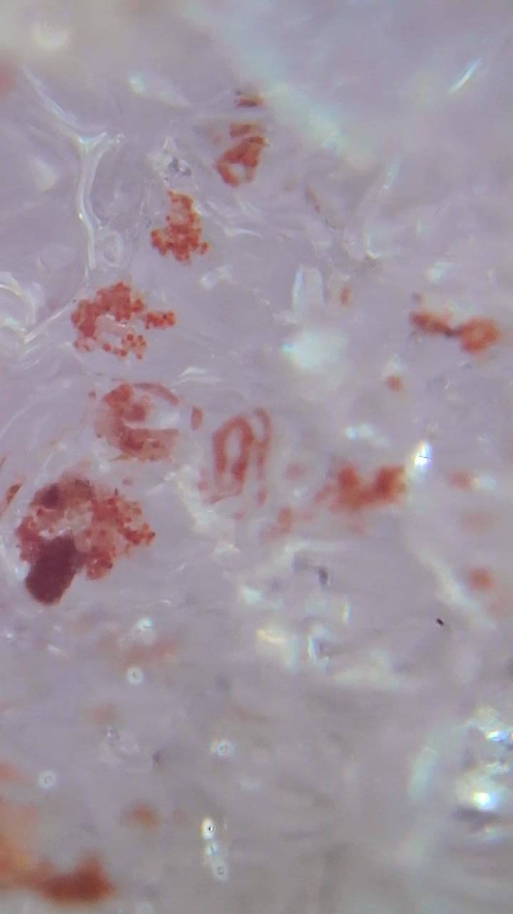 Scientists probe link between 'snow blood' and climate change