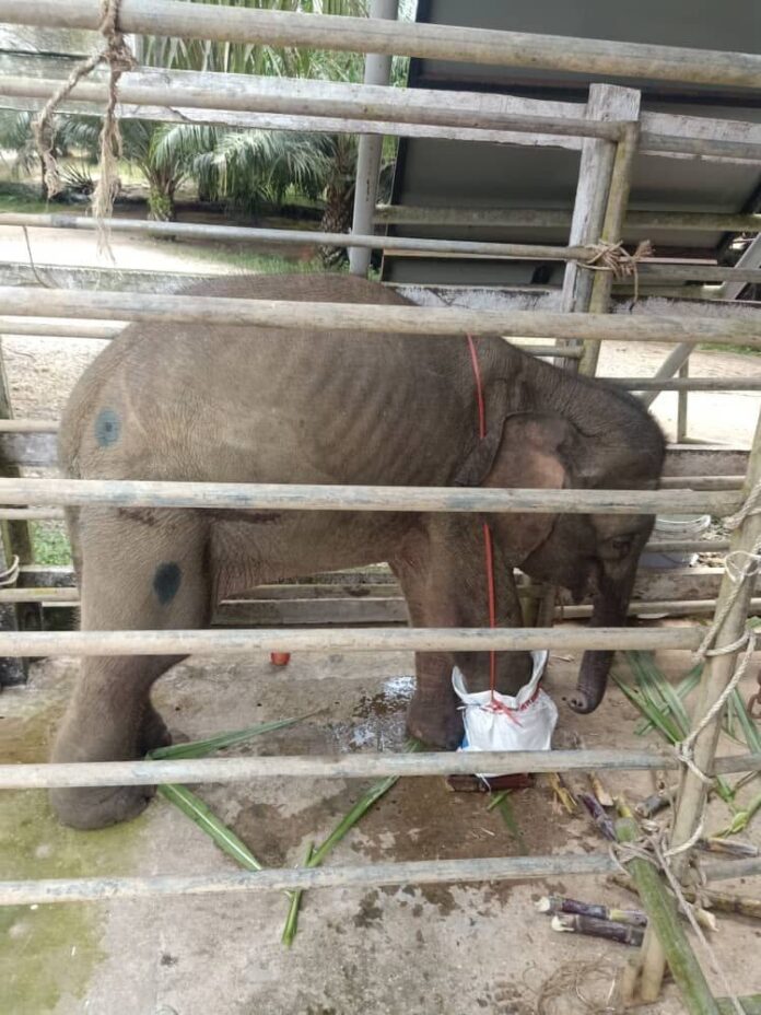 Baby elephant loses foot after being caught in snare in Sabah