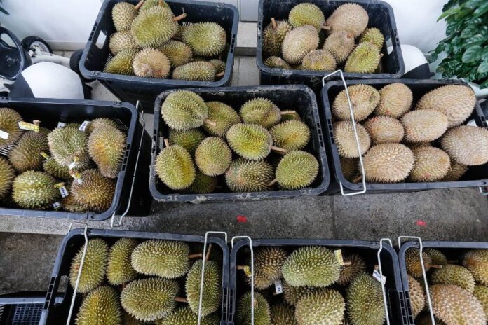 Durian glut: Johor processing two tonnes of fruit daily to make 'tempoyak', says state exco