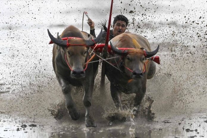 Mud, sweat and cheers: Traditional Thai water buffalo race enthrals crowds