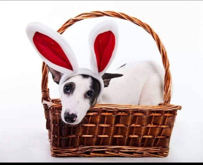 Patch, the lovable 'diva' of canine welfare group MDDB, passes away after 10 years with the group