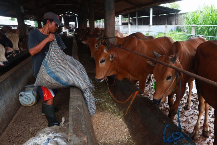 Indonesian farmers pay price of foot and mouth outbreak before Eid sacrifice