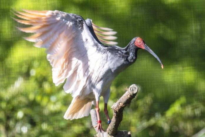 Modern phoenix: The bird brought back from extinction in Japan