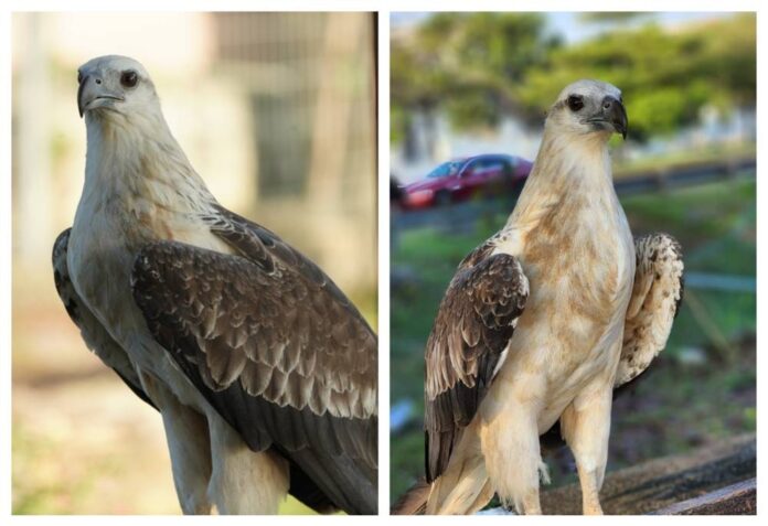 Eagle spotted in Subang Jaya given food and water by residents, locals hope for quick Perhilitan rescue (VIDEO)