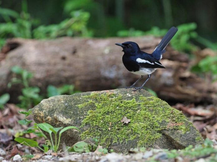 National Geographic Explorers tackle South-east Asia's illegal bird trade, empower changemakers in new podcast series (VIDEO)