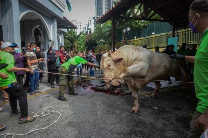 Gigantic 'King of Sado' sacrificed for Aidiladha, benefitting 1,000 recipients