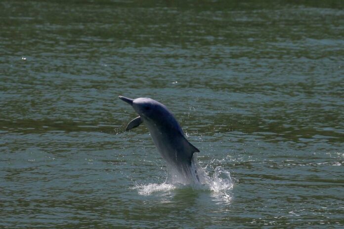 Faroe Islands to limit dolphin hunt quota to 500