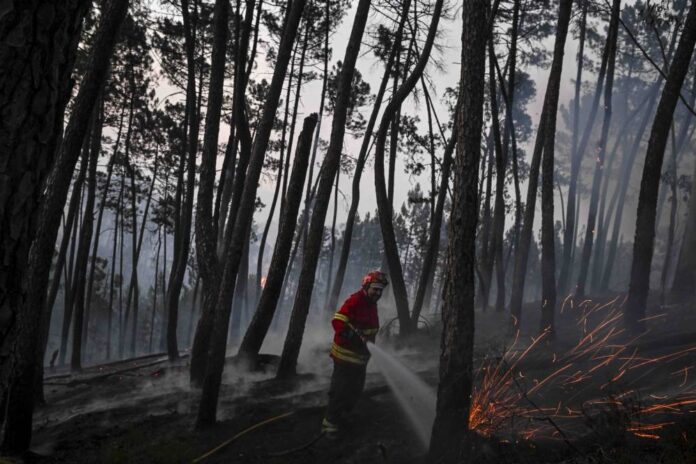 Portugal battles forest fires amid heatwave